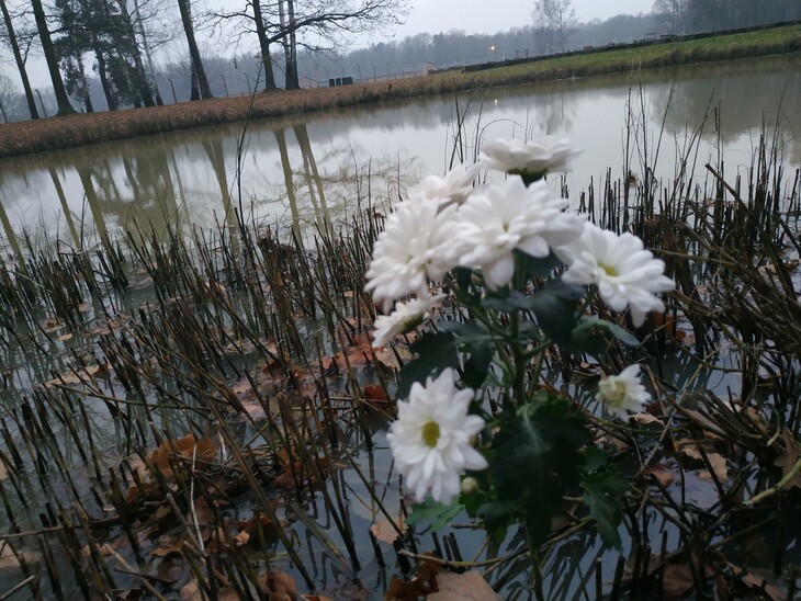 „der Teich: vor ungefähr 80 Jahren als Entsorgungsstätte der Asche der Opfer“ (Stammlager II – Birkenau der Teich; Fabian Hoffmann)